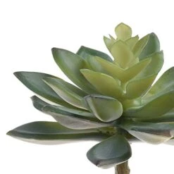 BCP Pack Of 2 Realistic Cute Green Home Garden Artificial Plastic Snowdrop Echeverias Succulent Plants Unpotted -Green Leaf Store 51fNp39UQoL