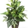 Nearly Natural 6527 Greens With Wicker Decorative Silk Plant, Green 30 In X 9 In X 7.5 In -Green Leaf Store 51fwjHUcuML