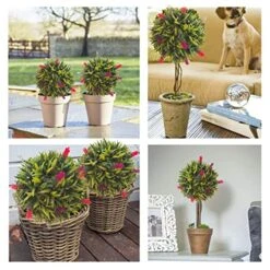 Coregreen 2PCS Artificial Lavender Topiary Ball 11inch Hanging Grass Ball Faux Lavender Flower Plant Indoor Outdoor Decor Home Lavender Party Decoration -Green Leaf Store 51hDpll3GXL