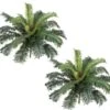 Two 25" Cycas Palm Artificial Tree Silk Plants, With No Pot, (Pack Of 2) -Green Leaf Store 51iA5ey1rtL