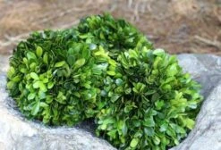 Mills Floral Company Boxwood Ball 8" 4 Mills Floral Company Boxwood Ball 8" -Green Leaf Store 51jHzpH7pJL