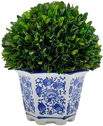 Galt International 7" Preserved Natural Boxwood In Ceramic Pot - Plant And Table Centerpiece - Stunning Greenery And Plant Decor For Home - Blue & White (Small 7" Tall Topiary) 7 Galt International 7" Preserved Natural Boxwood In Ceramic Pot - Plant And Table Centerpiece - Stunning Greenery And Plant Decor For Home - Blue & White (Small 7" Tall Topiary) - Image 7