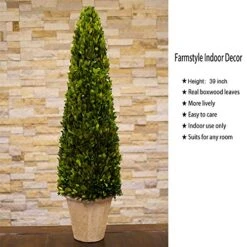 BoxwoodWorld Boxwood Topiary 100cm Height Preserved Nature Boxwood Leaves, Big Tree Plant Decor For Any Indoor Room (Large Bxowood ConeTree, 39 Inch) 10 BoxwoodWorld Boxwood Topiary 100cm Height Preserved Nature Boxwood Leaves, Big Tree Plant Decor For Any Indoor Room (Large Bxowood ConeTree, 39 Inch) -Green Leaf Store 51mFiucD92L