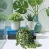 Set Of 3 Assorted Small Potted Succulent Plants Fake Aloe String Of Pearls Hops Succulents In Gray Geometric Concrete Ceramic Pots For Gifts Modern Home Office Desk Table Indoor Outdoor Greenery Decor -Green Leaf Store 51nogeMR9nL