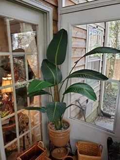 One 5 Foot Artificial Silk Bird Of Paradise Palm Tree Potted Plant -Green Leaf Store 51oxuIHmqJL