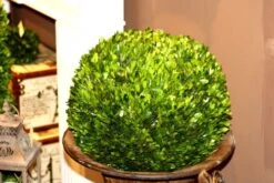 Mills Floral Preserved Boxwood Ball 16" -Green Leaf Store 51pkUzn5PqL