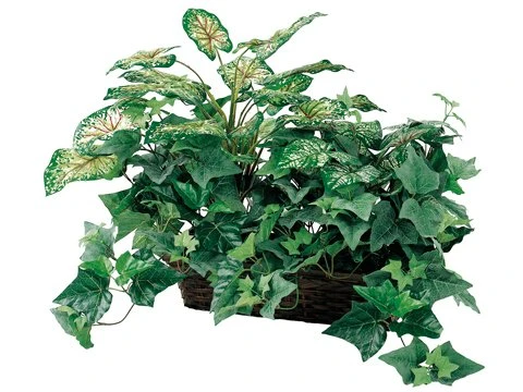TWO 18" Caladium/ivy W/ Ledge Basket (Green/red Leaves) 1 TWO 18" Caladium/ivy W/ Ledge Basket (Green/red Leaves)