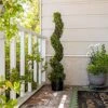 Season’s Need 4ft Artificial Boxwood Spiral Topiary Plants, Indoor Entryway, Living Room Or Covered Front Porch Home Decor, Faux Fake Plant Decoration, Set Of 2 -Green Leaf Store 51uK0bQD6MS