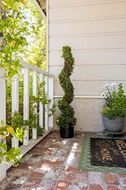 Season’s Need 4ft Artificial Boxwood Spiral Topiary Plants, Indoor Entryway, Living Room Or Covered Front Porch Home Decor, Faux Fake Plant Decoration, Set Of 2