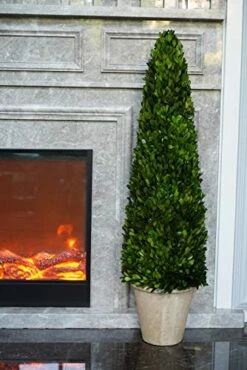 BoxwoodWorld Boxwood Topiary 100cm Height Preserved Nature Boxwood Leaves, Big Tree Plant Decor For Any Indoor Room (Large Bxowood ConeTree, 39 Inch) 12 BoxwoodWorld Boxwood Topiary 100cm Height Preserved Nature Boxwood Leaves, Big Tree Plant Decor For Any Indoor Room (Large Bxowood ConeTree, 39 Inch) -Green Leaf Store 51wY6Lm2V5L