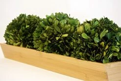 Tradingsmith Preserved Boxwood 6" Balls -Green Leaf Store 51whC2S6NeL
