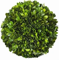 BoxwoodValley Preserved Boxwood Ball Large 8 Inch Boxwood Ball Topiary Vase Fillers For Wedding Party Christmas Balls, Home Hang Ball Decor(Ball, 8") -Green Leaf Store 51x QknXDKL. AC