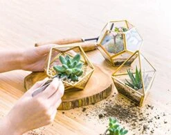 Mkono Artificial Succulent In 3 Pack Mini Glass Geometric Terrarium, Miniature Potted Faux Plant Bookshelf Desk Boho Office Room Decor For Women Girls Dorm Gift Idea, Gold 11 Mkono Artificial Succulent In 3 Pack Mini Glass Geometric Terrarium, Miniature Potted Faux Plant Bookshelf Desk Boho Office Room Decor For Women Girls Dorm Gift Idea, Gold -Green Leaf Store 51xyJ7XiArL