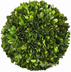 BoxwoodValley Preserved Boxwood Ball Large 8 Inch Boxwood Ball Topiary Vase Fillers For Wedding Party Christmas Balls, Home Hang Ball Decor(Ball, 8") -Green Leaf Store 61 3oZoIInL. AC