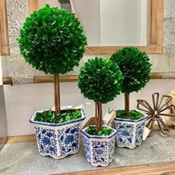 Galt International Preserved Boxwood Topiary Tree In Blue & White Ceramic Pot - Plant And Table Centerpiece - Stunning Greenery And Plant Decor For Home 5.9" Diameter Topiary 14" Tall -Green Leaf Store 610nZr7zEhL