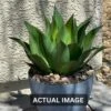 Season's Need 20" Agave Artificial Succulent Large Plants For Indoor Outdoor, Fake Tropical Farmhouse Aesthetic Décor, Patio Porch Decorative Silk Plant, Unpotted Green Spiked Agave (Pack Of 1) -Green Leaf Store 61Aw09oAIEL