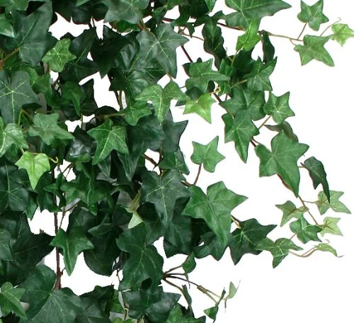 Arcadia Silk Plantation 51" Ivy Artificial Hanging Greenery Bushes, With No Pot, (Pack Of 2) 2 Arcadia Silk Plantation 51" Ivy Artificial Hanging Greenery Bushes, With No Pot, (Pack Of 2) - Image 2