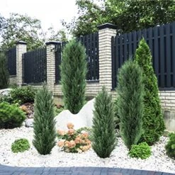 Binnny Flower 4ft Topiary Trees Artificial Outdoor 2 Pack Cedar Pine Faux Bushes And Shrubs Fake Potted Plants UV Rated 4 Feet For Front Porch Home Indoor Decor 10 Binnny Flower 4ft Topiary Trees Artificial Outdoor 2 Pack Cedar Pine Faux Bushes And Shrubs Fake Potted Plants UV Rated 4 Feet For Front Porch Home Indoor Decor -Green Leaf Store 61coT5VAi6L