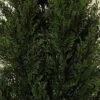 One 3 Foot Outdoor Artificial Cedar Topiary Tree Potted Plant -Green Leaf Store 61iLC0VHfRL 2