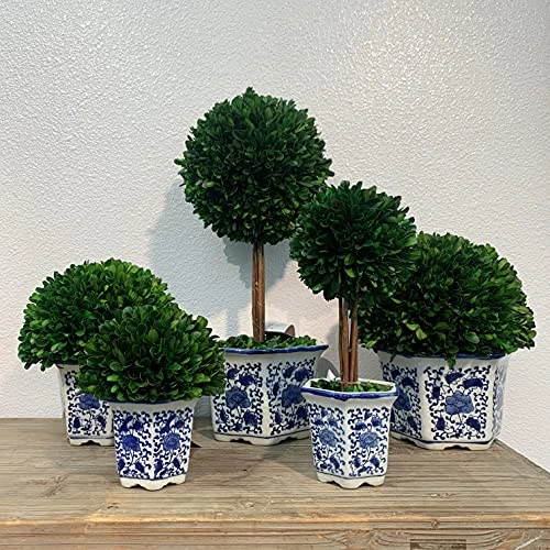 Galt International 7" Preserved Natural Boxwood In Ceramic Pot - Plant And Table Centerpiece - Stunning Greenery And Plant Decor For Home - Blue & White (Small 7" Tall Topiary) 2 Galt International 7" Preserved Natural Boxwood In Ceramic Pot - Plant And Table Centerpiece - Stunning Greenery And Plant Decor For Home - Blue & White (Small 7" Tall Topiary) - Image 2